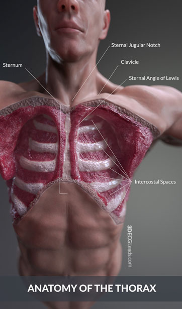 ecg lead placement and cardiac anatomy